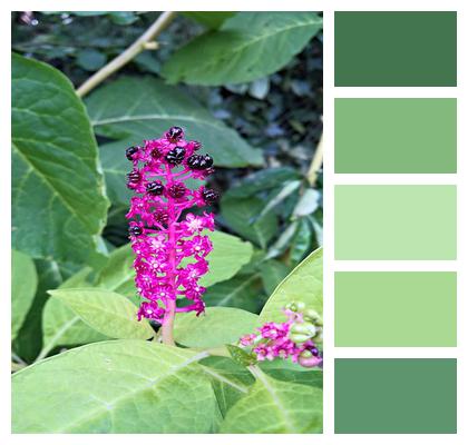 Plant Asian Ornamental Plant Pokeweed Image
